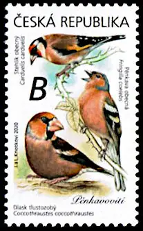 Ptaki śpiewające wokół nas Zięby (Fringillidae)