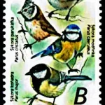 Ptaki śpiewające wokół nas Sikory (Paridae)