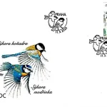 Ptaki śpiewające wokół nas Sikory (Paridae)