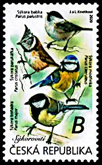 Ptaki śpiewające wokół nas Sikory (Paridae)