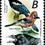 Ptaki śpiewające wokół nas Krukowate (Corvidae)