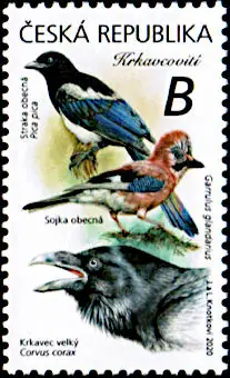 Ptaki śpiewające wokół nas Krukowate (Corvidae)