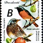 Ptaki śpiewające wokół nas Drozdowate (Turdidae)