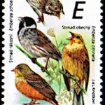 Ptaki śpiewające wokół nas Trznadle (Emberizidae)