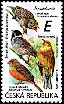 Ptaki śpiewające wokół nas Trznadle (Emberizidae)