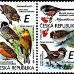 Ptaki śpiewające wokół nas