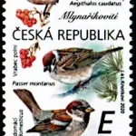 Ptaki śpiewające wokół nas Sikora długoogoniasta (Aegithalidae), wróbel drzewny, wróbel domowy (Passeridae)