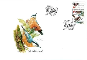 Ptaki śpiewające wokół nas Sikora długoogoniasta (Aegithalidae), wróbel drzewny, wróbel domowy (Passeridae)
