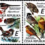 Ptaki śpiewające wokół nas