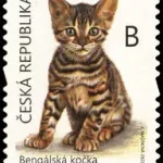 Młode zwierzęta - kocięta