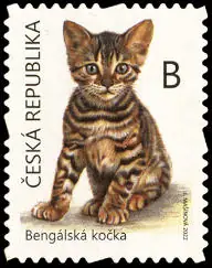 Młode zwierzęta - kocięta