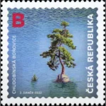 Ochrona przyrody: Sosna Czubobińska