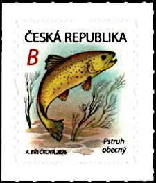 Królestwo wodne: pstrąg potokowy